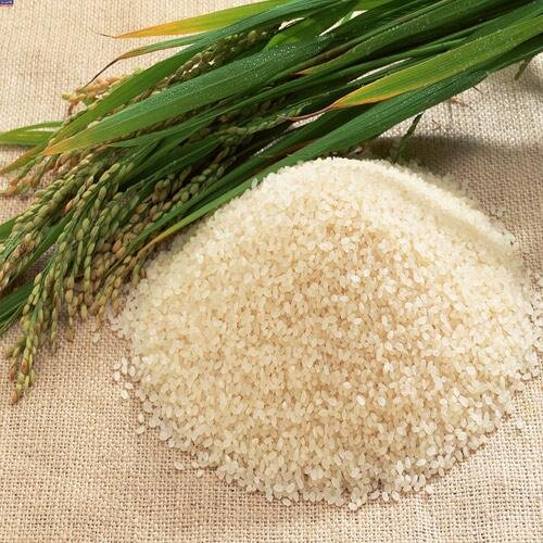 احتمال افزایش شکستگی برنج شالیزارهای صومعه سرا