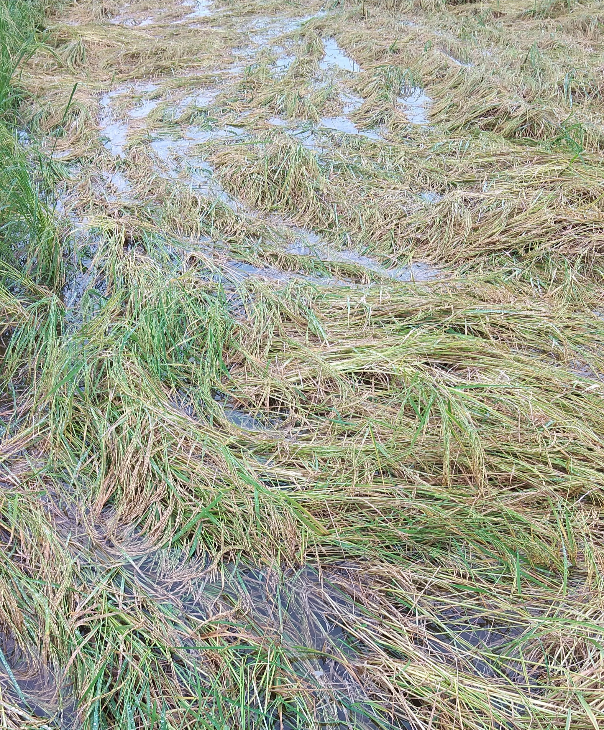 دومین شهرستان تولید کننده برنج گیلان١٢٣میلیارد تومان خسارت دید.