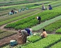 کشت دوم محصولات کشاورزی در گیلان آغاز شد.