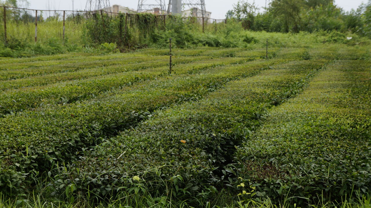 ۵۵۰ میلیارد ریال تسهیلات بهزراعی باغات و بهسازی کارخانجات چای پرداخت می شود