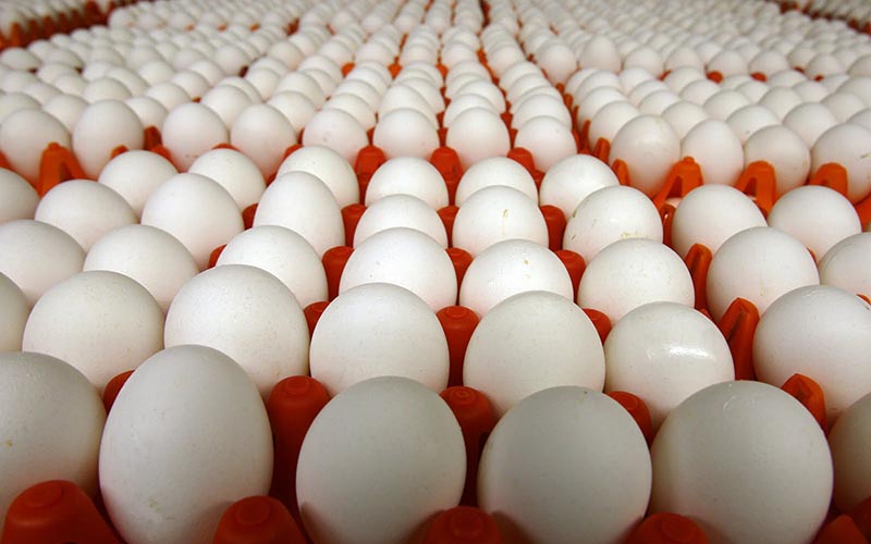 چرا تخم مرغ گران شد؟
