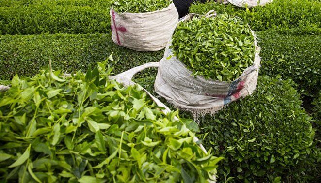 قیمت خرید تضمینی برگ سبز چای افزایش یافت.