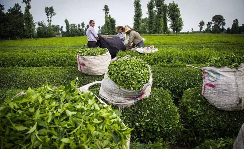 بیش از ۲۳ هزار تن برگ چای از چایکاران خریداری شد.