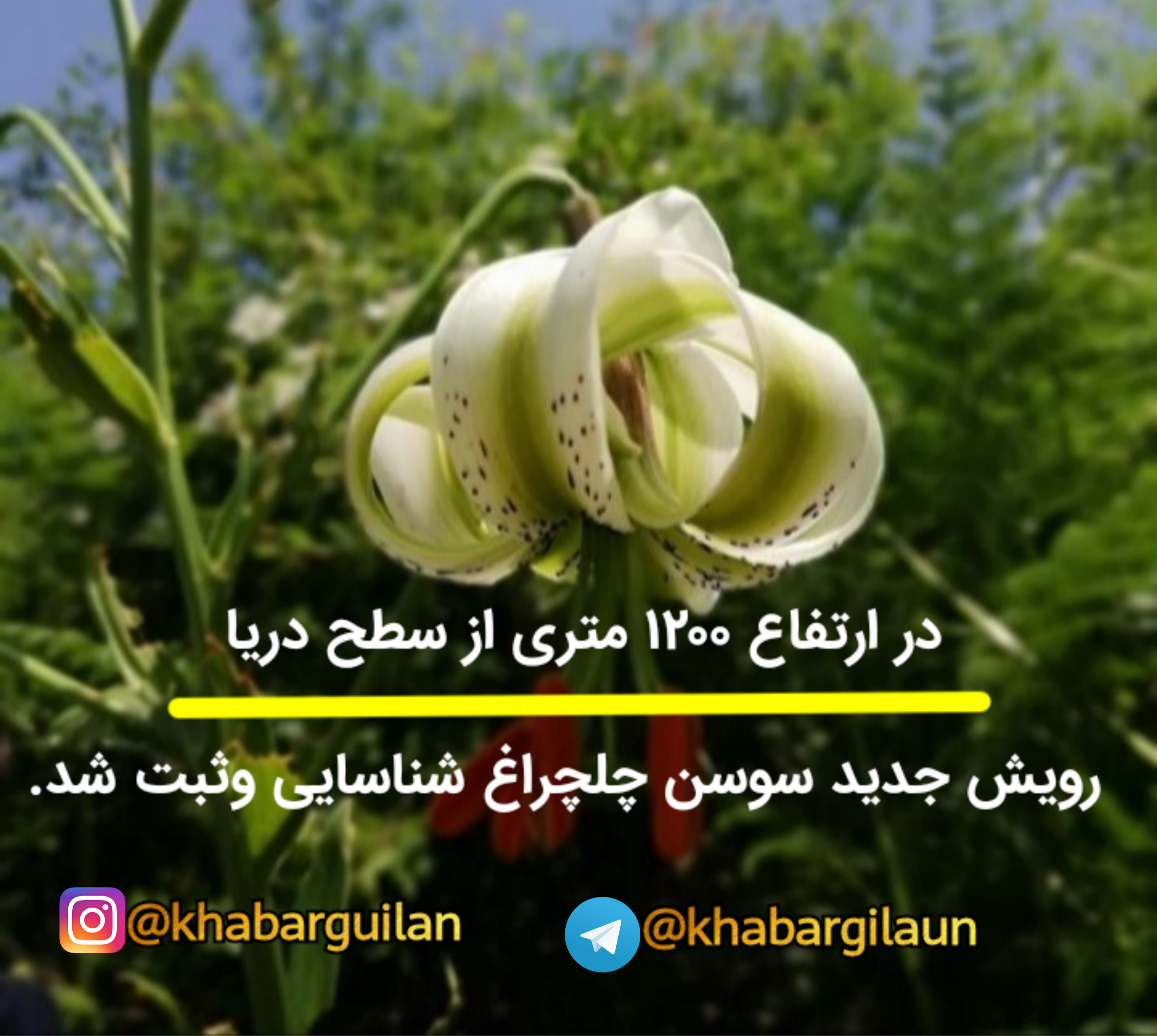 در ارتفاع ۱۲۰۰ متری از سطح دریا، رویش جدید سوسن چلچراغ شناسایی وثبت شد.