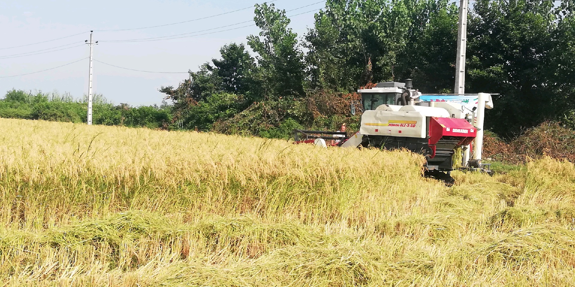 نخستین برداشت مکانیزه برنج استان گیلان در صومعه سرا