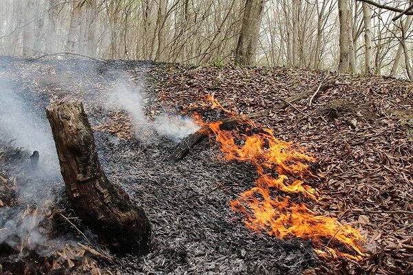 باد گرم در راه است خطر آتش سوزی در جنگل ها با افزایش ۱۵ درجه ای دما