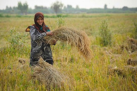 «توکا»، رقم جدید برنجی که به نام دختران گیلانی مزین شد.