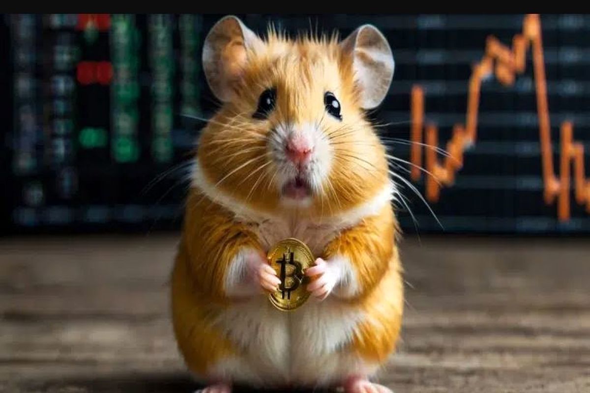 همستر کامبت در صرافی‌ها لیست شد /قیمت همستر چقدر است؟