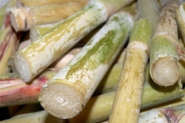 صومعه سرا و لنگرود؛ قطب تولید نیشکر در گیلان